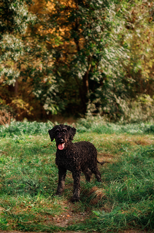 Ein bezauberndes Hundeportrait von Ody, dem Labradoodle, aufgenommen von Daniel Fink aus Karlsruhe. Dieses Bild strahlt eine tiefe Verbindung und Liebe zwischen Mensch und Tier aus. Ody's Ausdruck vermittelt Einfühlsamkeit und Wärme, und fängt die Essenz der Hundeliebe perfekt ein.