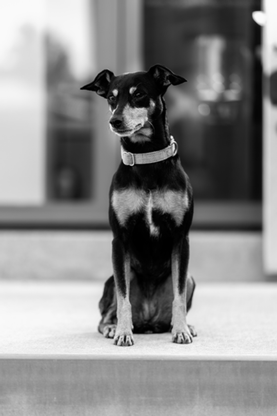 Ein liebevolles Hundeportrait von Luna, der spanischen Pinscher-Mix-Hündin, fotografiert von Daniel Fink-Fotografie aus Karlsruhe. Dieses Bild erfasst die einzigartige Persönlichkeit und den Charme von Luna auf eine einfühlsame Weise, die Herzen im Sturm erobert.