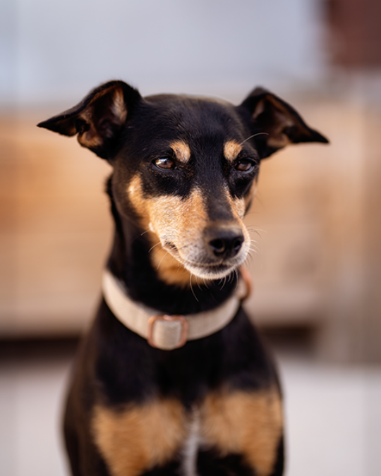 Ein zauberhaftes Hundeportrait von Luna, der spanischen Pinscher-Mix-Hündin, fotografiert von Daniel Fink-Fotografie aus Karlsruhe. Dieses Bild fängt die Magie des Augenblicks ein und zeigt die innige Bindung zwischen Mensch und Hund.