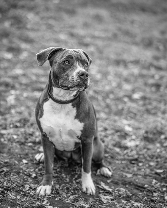 Schwarzweiß-Portrait einer Staffordshire Terrier Hündin, aufgenommen von Daniel Fink-Fotografie.