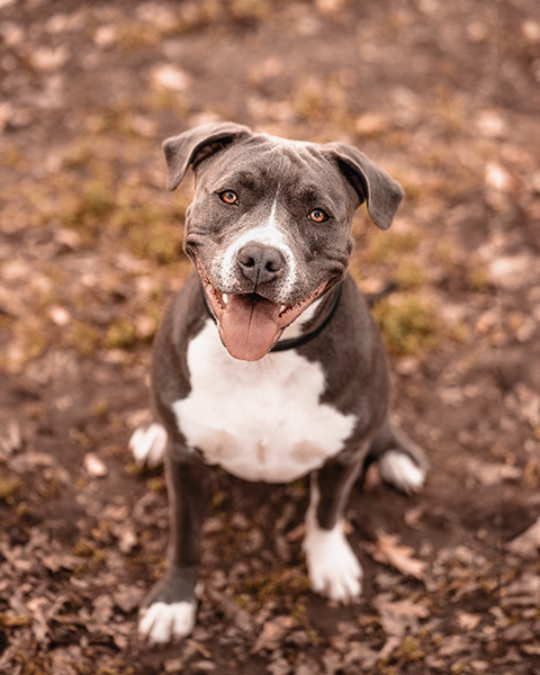 Portraitfoto einer Staffordshire Terrier Hündin, aufgenommen von Daniel Fink-Fotografie.