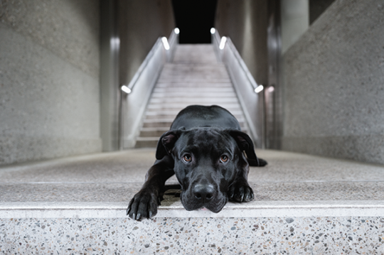 Ein schwarzer Hund liegt entspannt auf einer Treppe in Karlsruhe, fotografiert von Daniel Fink-Fotografie.