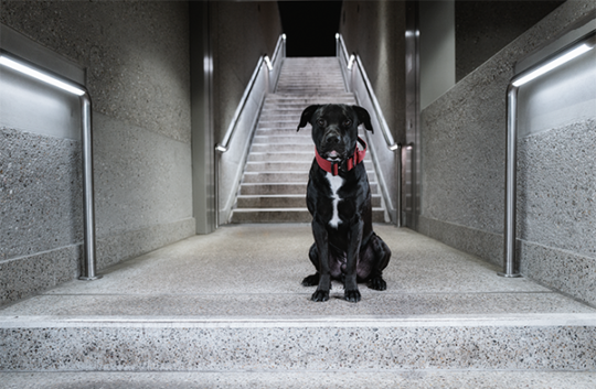 Ein schwarzer Hund mit rotem Halsband sitzt aufmerksam auf einer Treppe in Karlsruhe, aufgenommen von Daniel Fink-Fotografie.